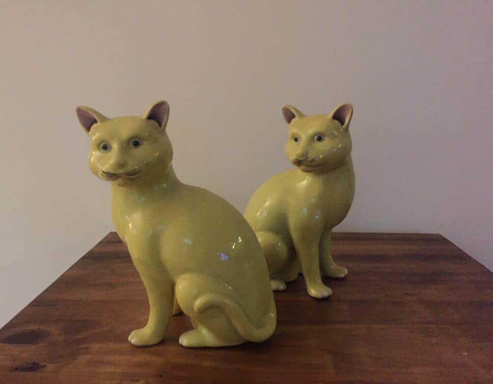 Paire de chats jaunes