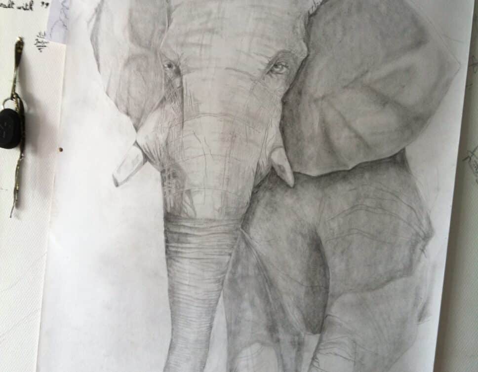 Dessin elephant sur papier