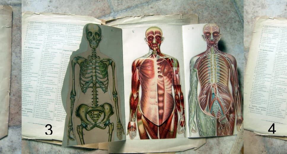Estimation Livre, manuscrit: Planche anatomique Femme gravide, fin du XIX° siècle