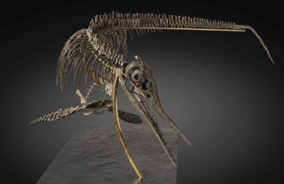 Comment estimer un fossile de dinosaure ?