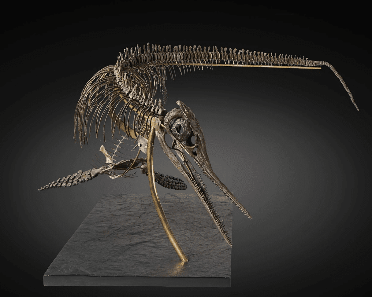 Comment estimer un fossile de dinosaure ?