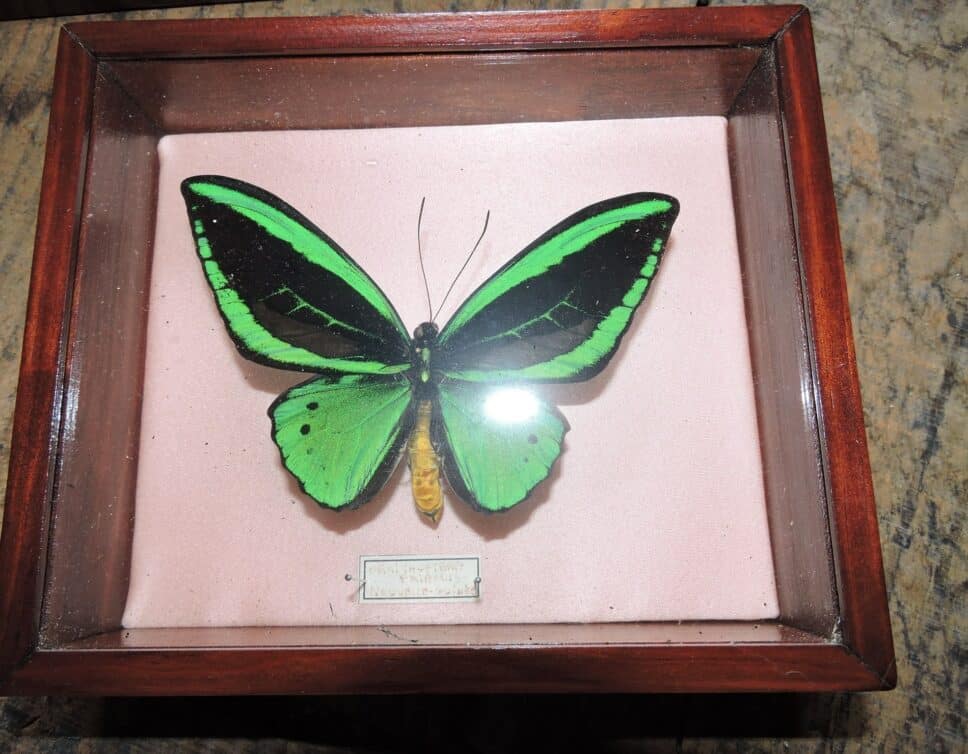 Collection papillon