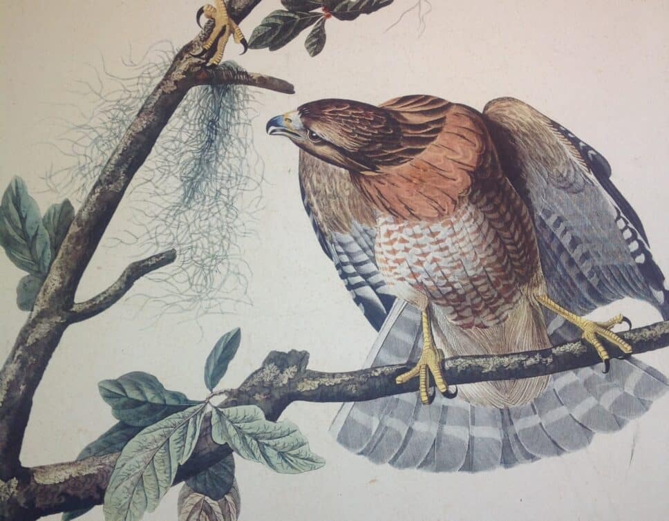Gravure Audubon1829