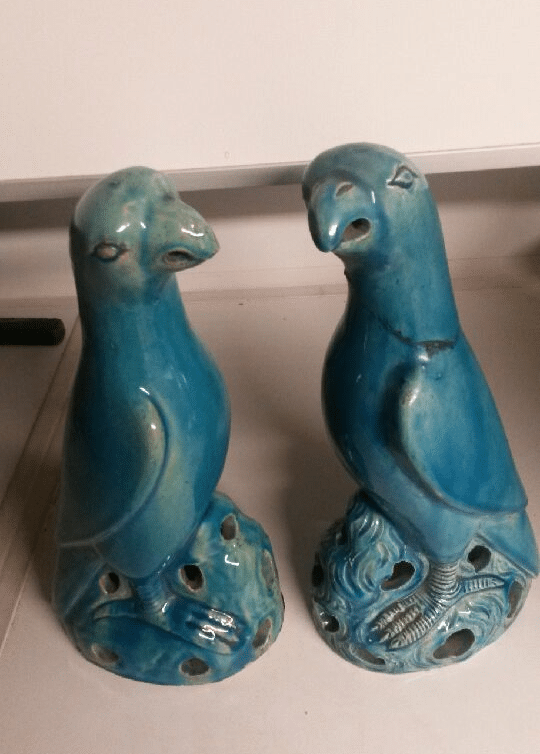 perroquets bleus sur un rocher