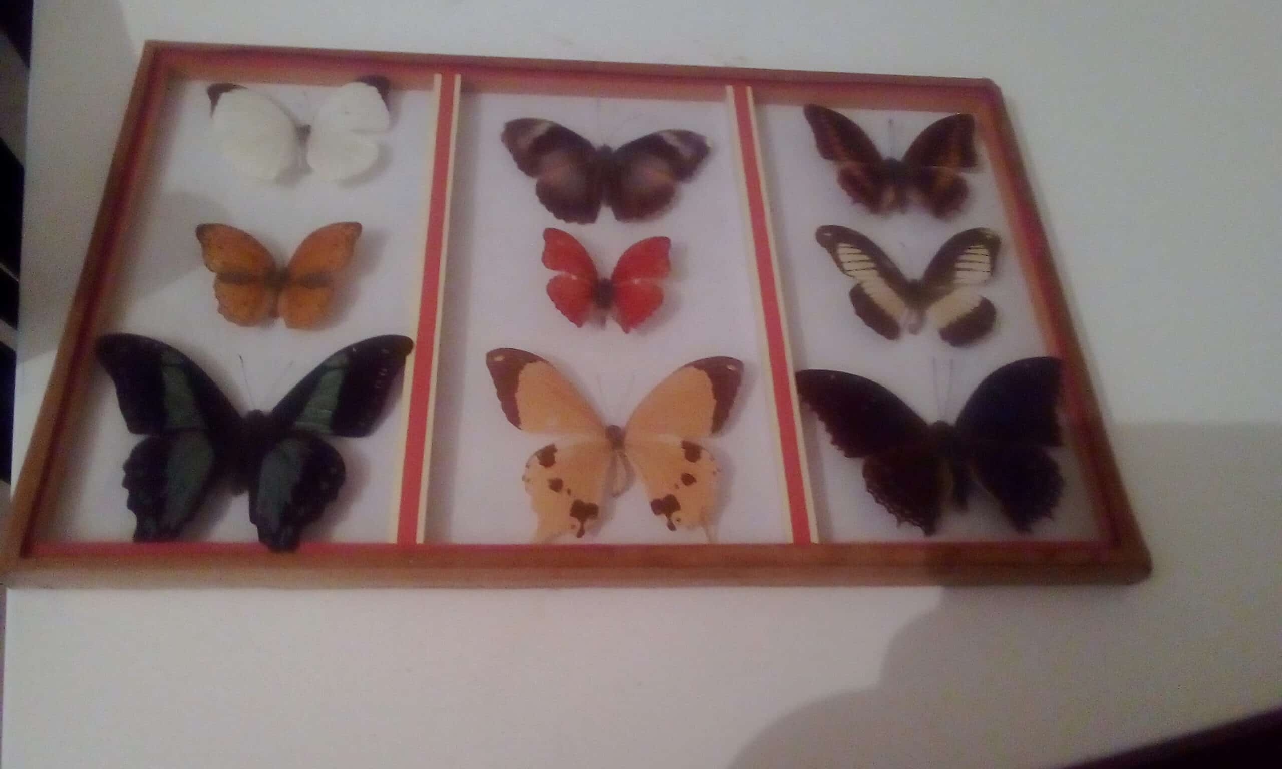 Art d’Afrique: Planche de papillons