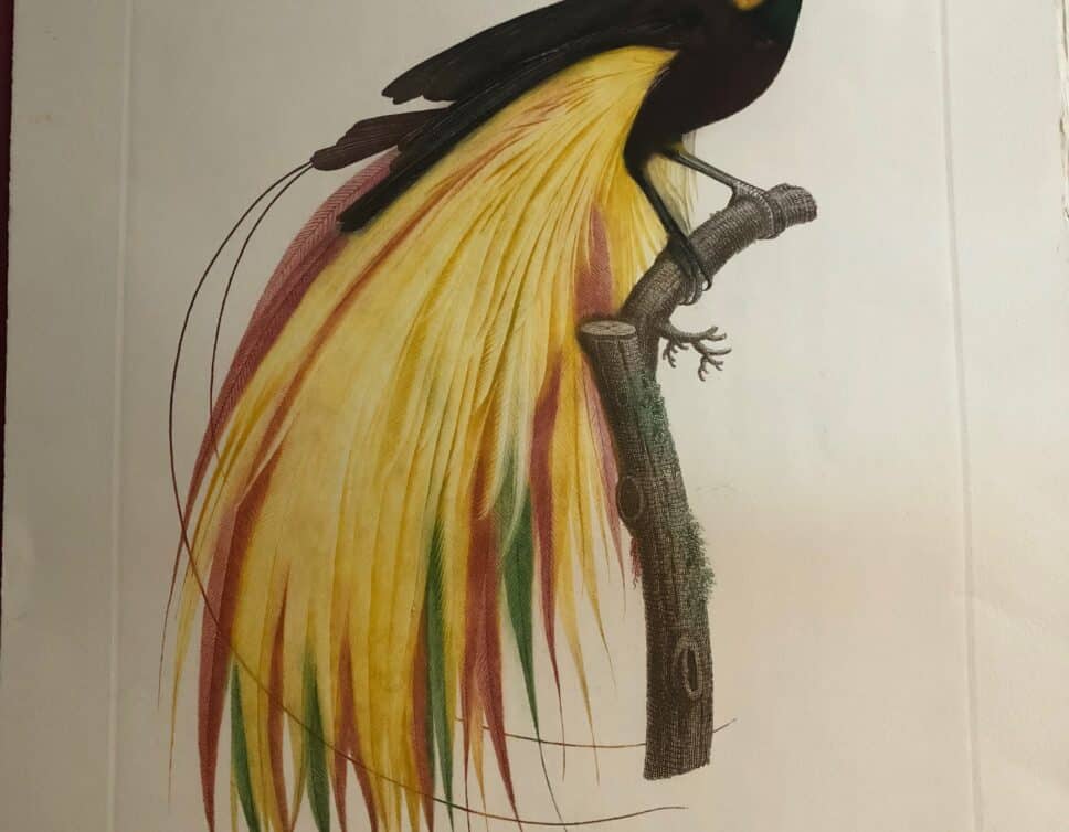 lithographies oiseaux exotiques